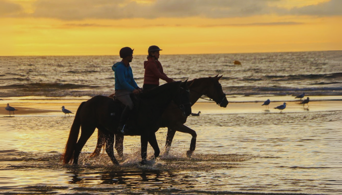 Riding Horse