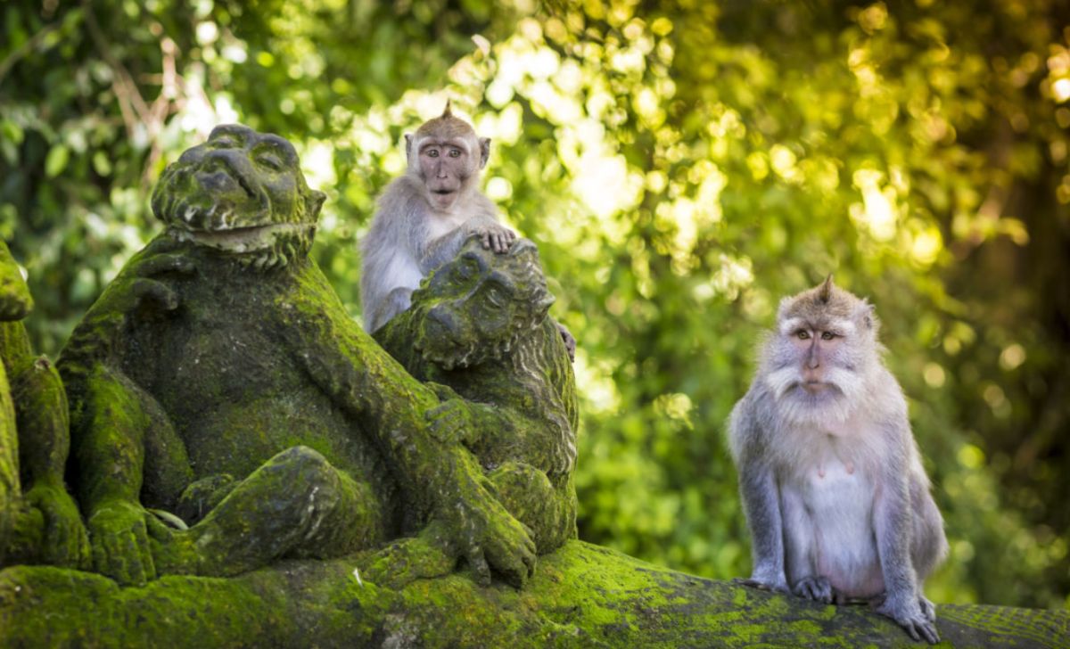 Featured Images - Monkey Forest Ubud