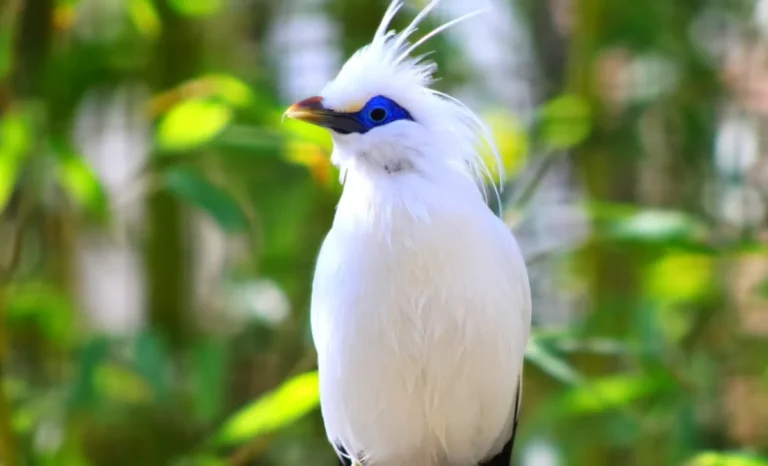 bali-bird-park