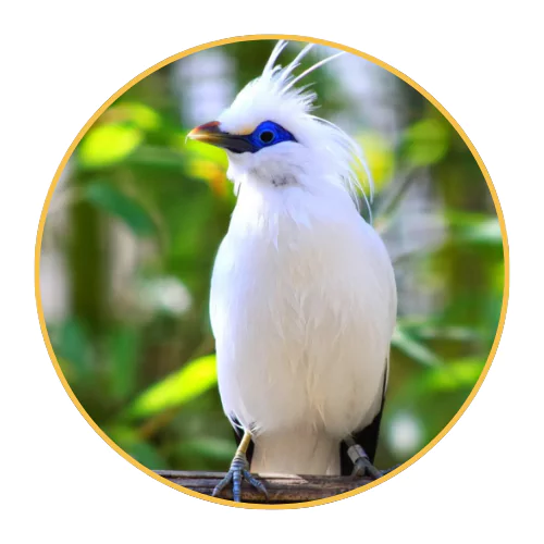 bali-starling-conservation