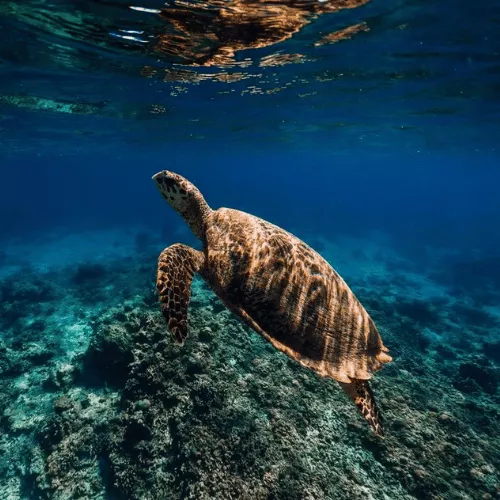 turtle-conservation-center-in-tanjung-benoa