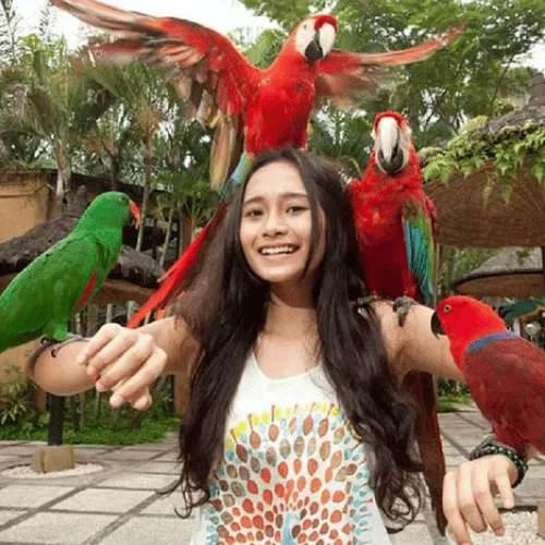 visit-bali-bird-park-and-reptile-park