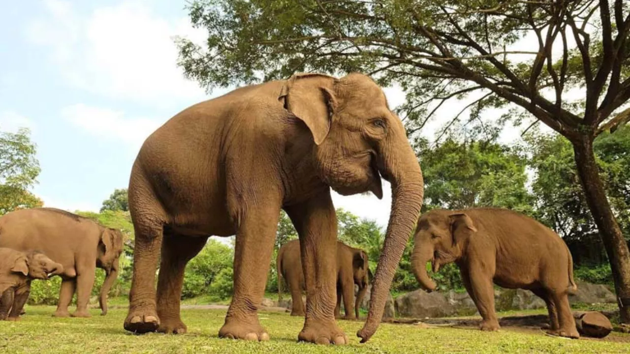 animals-at-bali-safari