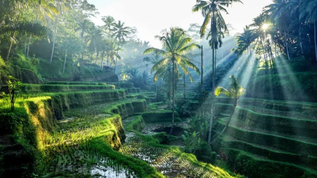 10-things-to-do-near-villa-sunny-sun-bali