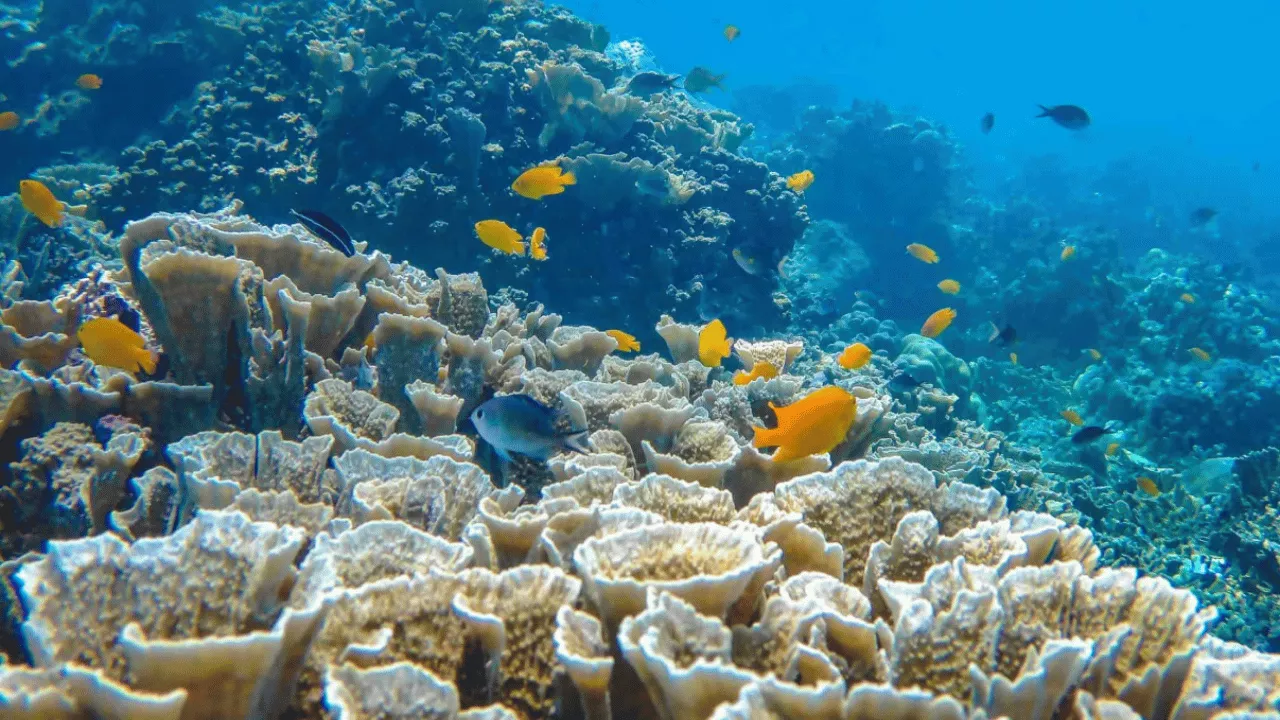 amed-snorkeling-spots