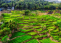 Jatiluwih Rice Terrace - FI
