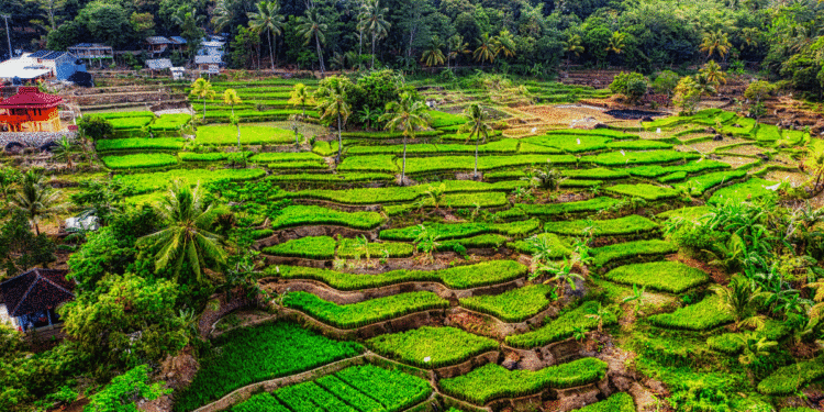 Jatiluwih Rice Terrace - FI