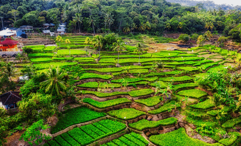 Jatiluwih Rice Terrace - FI