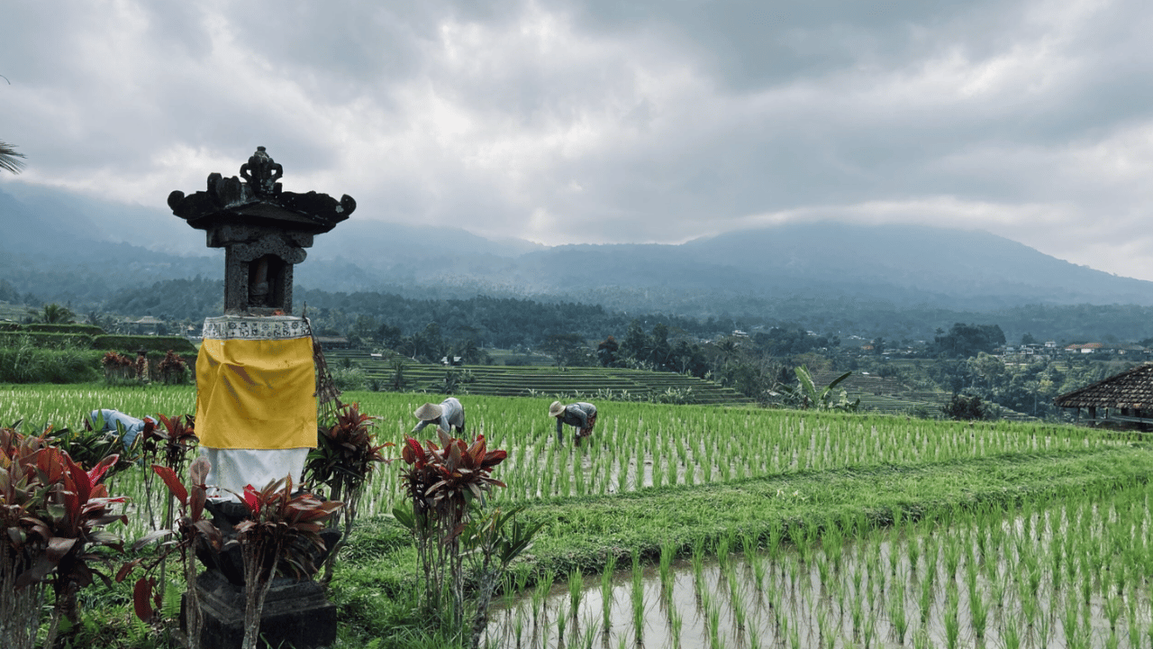 Understanding the Subak System in Jatiluwih