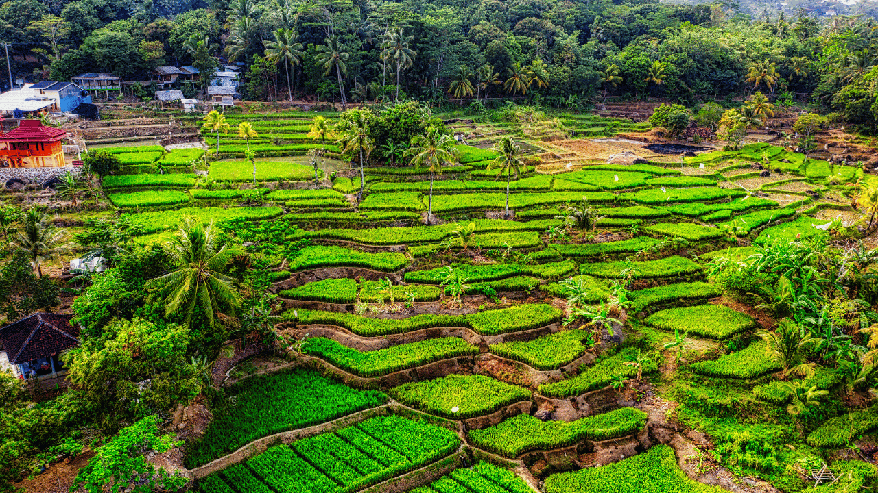 Where Is Jatiluwih Rice Terrace Located